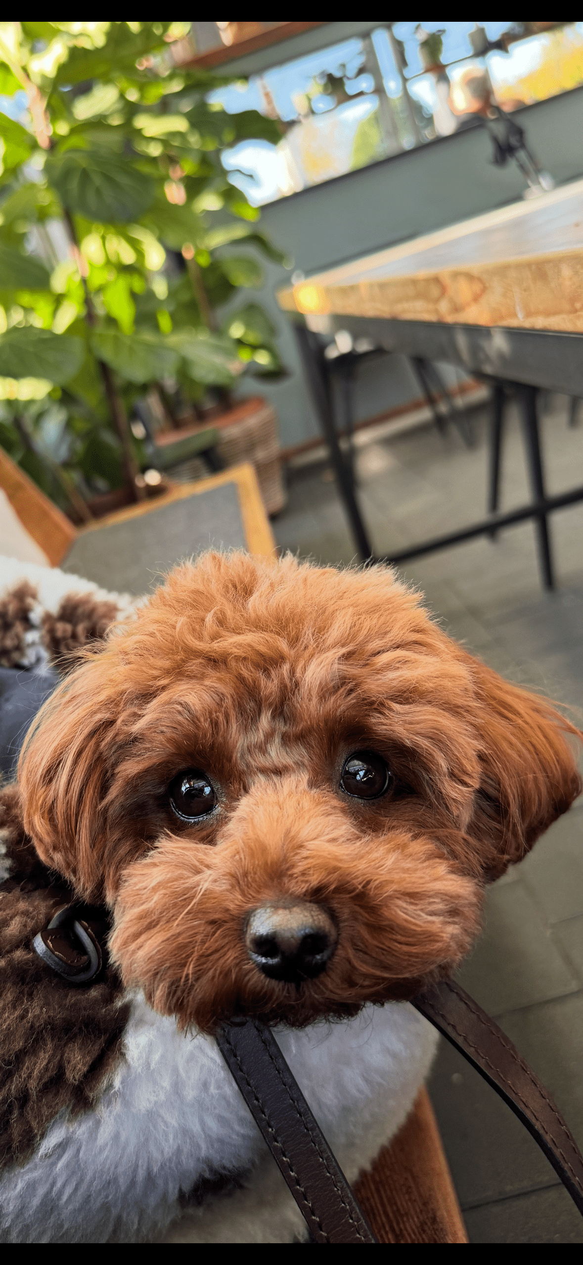 Hey Lou Dog - HEY LOU STUDIO